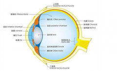 远视眼怎么矫正？德视佳