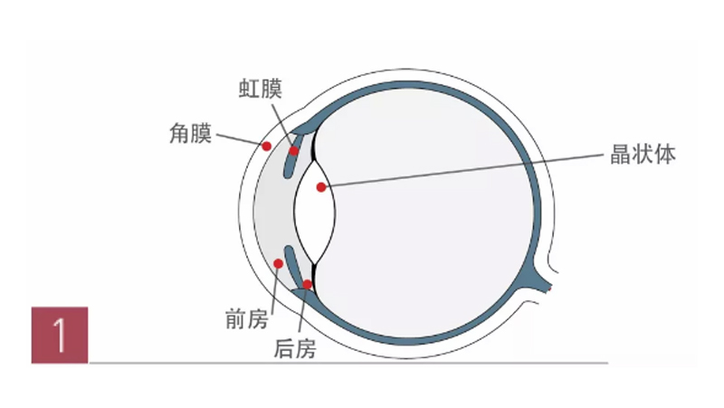 老花眼与远视眼的“状态”你都知道吗